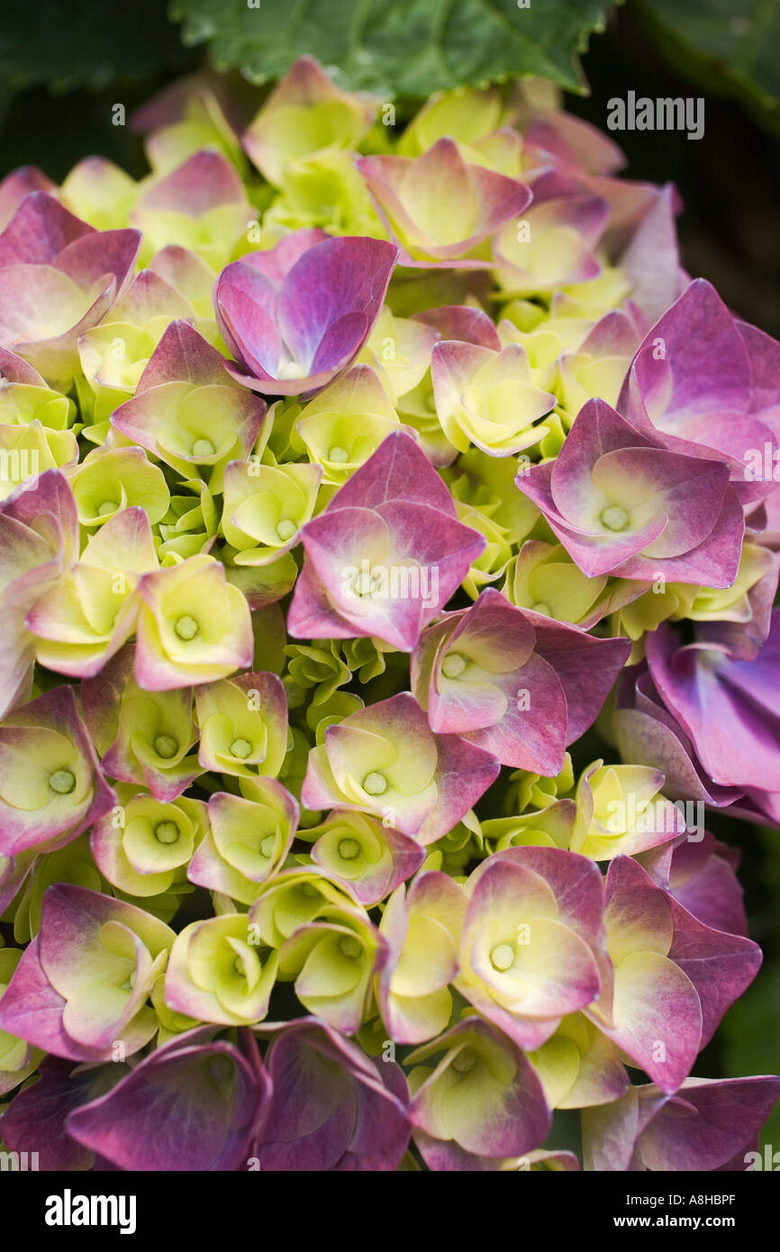 Lila Hortensie Blumen in voller Blüte H macrophylla Stockfoto