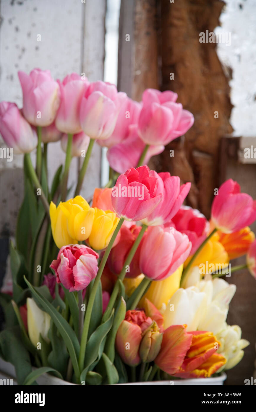 Eimerweise Tulpen stehen in offenen Tür Stockfoto