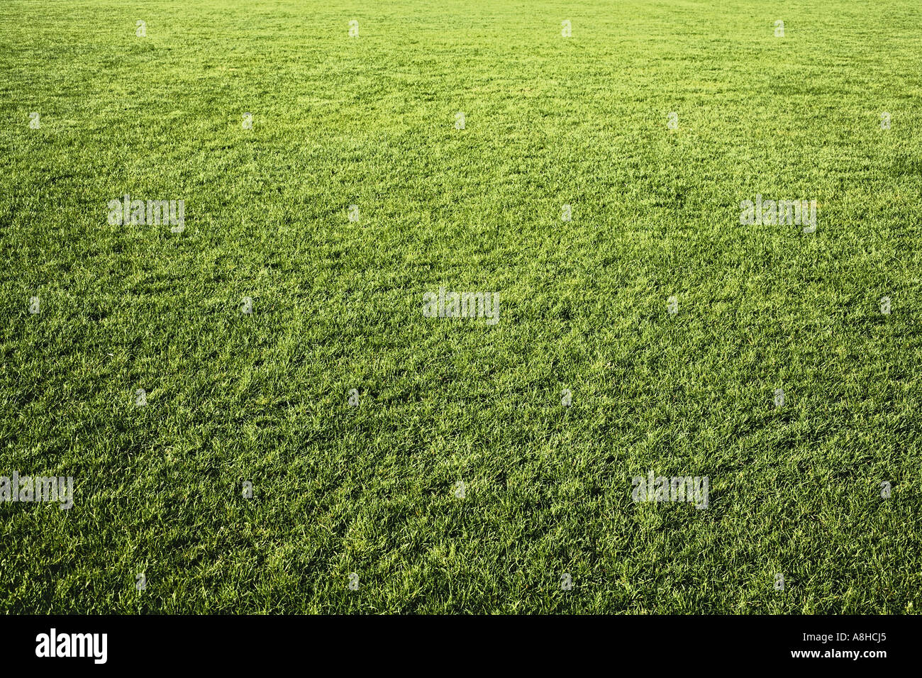 Üppigen grünen Rasen Stockfoto