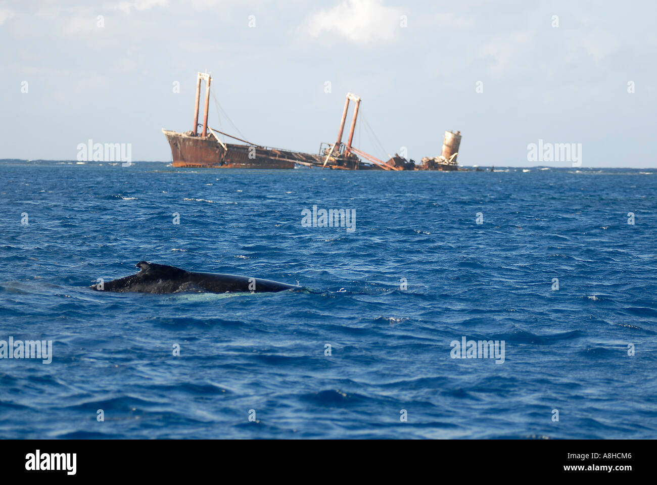 Mutter und Kalb Buckelwal Impressionen Novaeanglia Polisini griechischen Wrack Kinsei Maru Silver Banken Marine Sanctuary Dominikanische Republik Karibik Stockfoto
