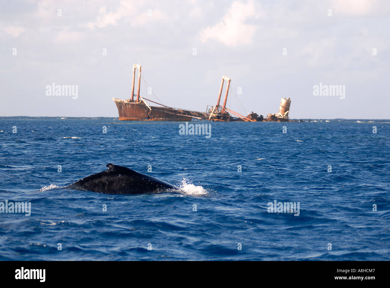 Mutter und Kalb Buckelwal Impressionen Novaeanglia Polisini griechischen Wrack Kinsei Maru Silver Banken Marine Sanctuary Dominikanische Republik Karibik Stockfoto