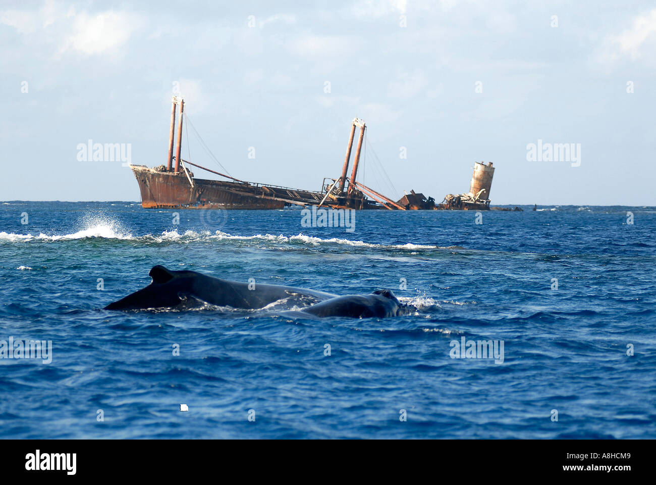 Mutter und Kalb Buckelwal Impressionen Novaeanglia Polisini griechischen Wrack Kinsei Maru Silver Banken Marine Sanctuary Dominikanische Republik Karibik Stockfoto
