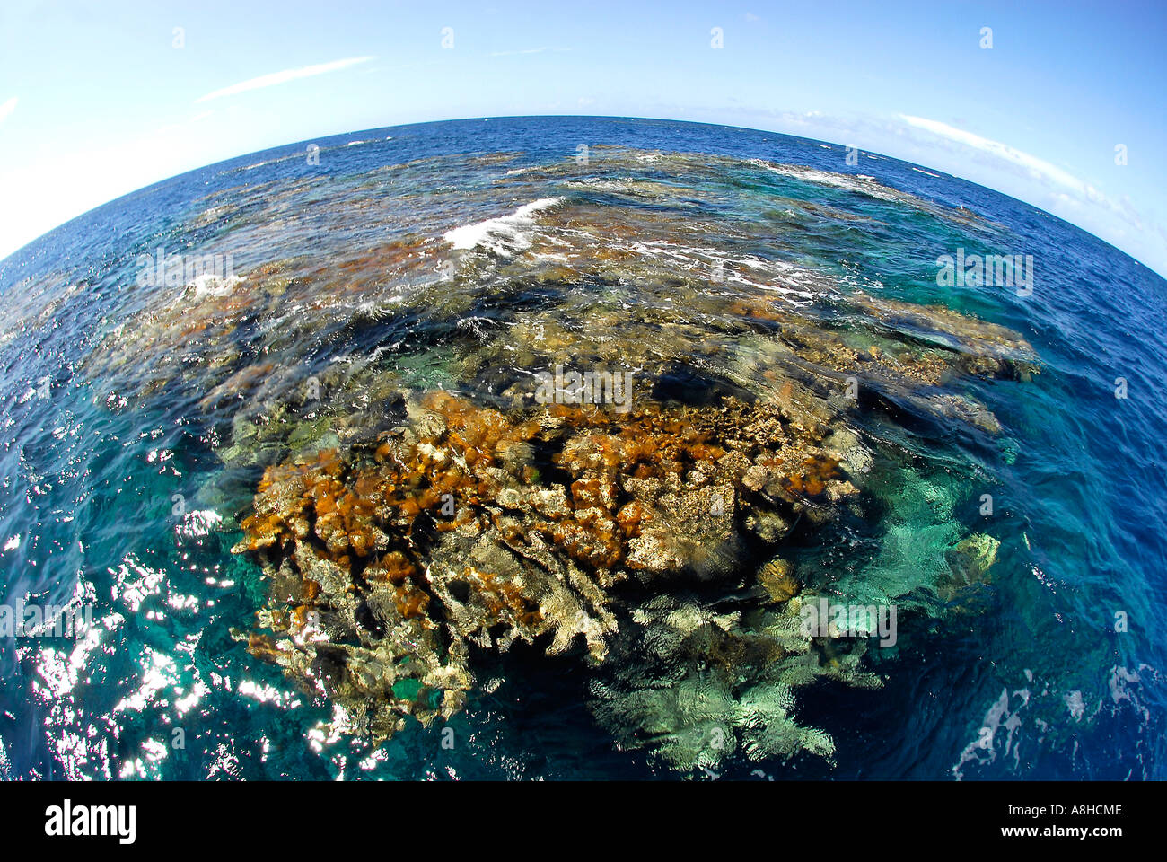Korallen, die Oberfläche zu brechen, bei Ebbe Stockfoto