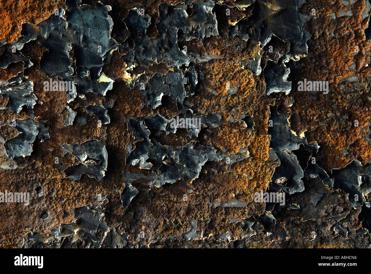 Polisini griechischen Wrack Kinsei Maru Silber Banken Marine Sanctuary Dominikanische Republik Karibik Stockfoto