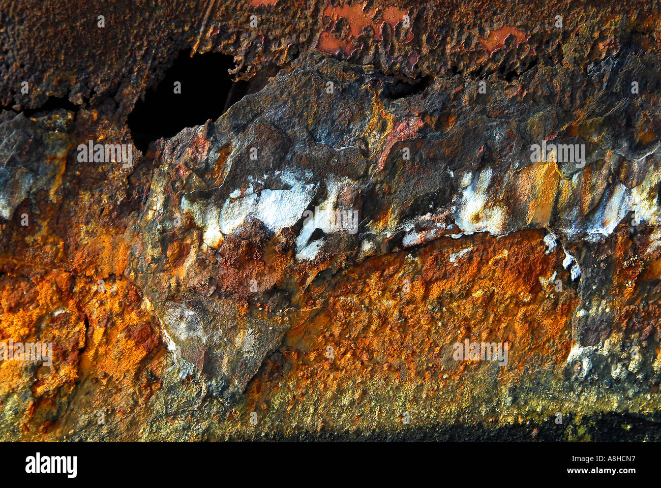 Polisini griechischen Wrack Kinsei Maru Silber Banken Marine Sanctuary Dominikanische Republik Karibik Stockfoto