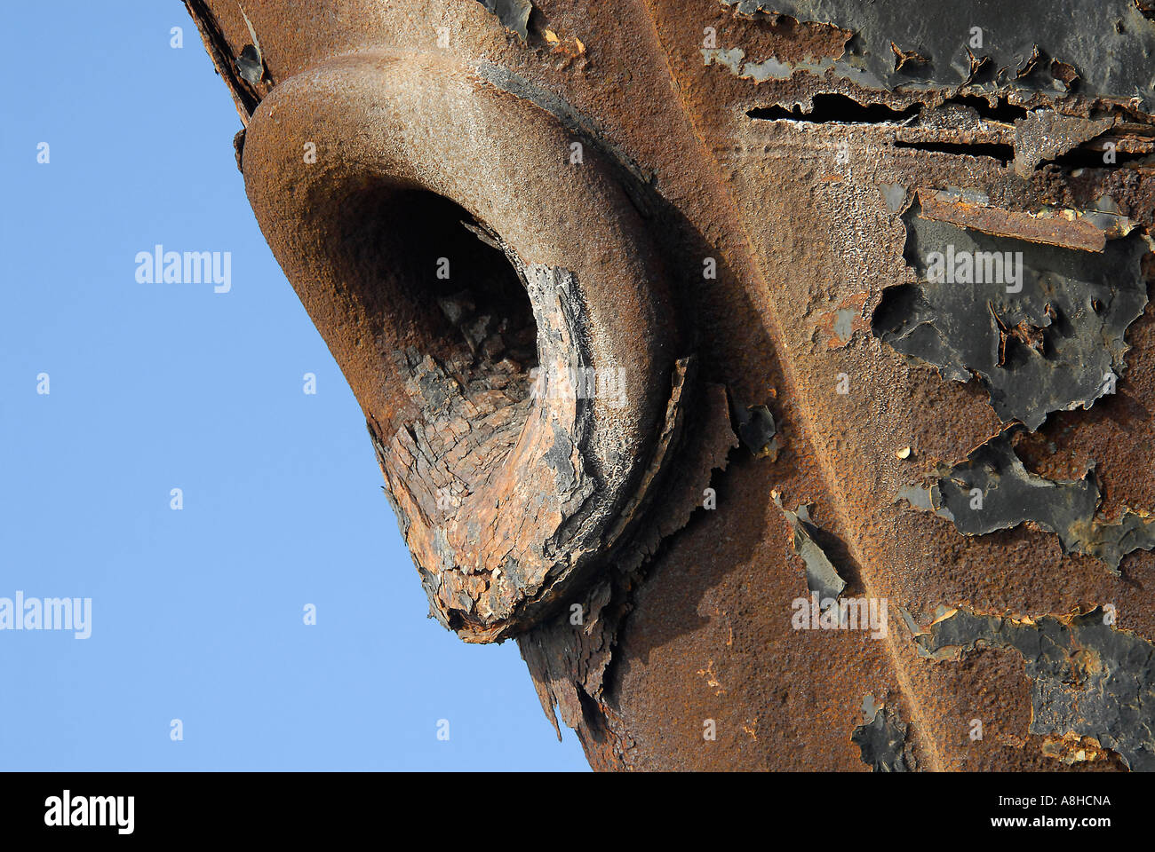 Polisini griechischen Wrack Kinsei Maru Silber Banken Marine Sanctuary Dominikanische Republik Karibik Stockfoto
