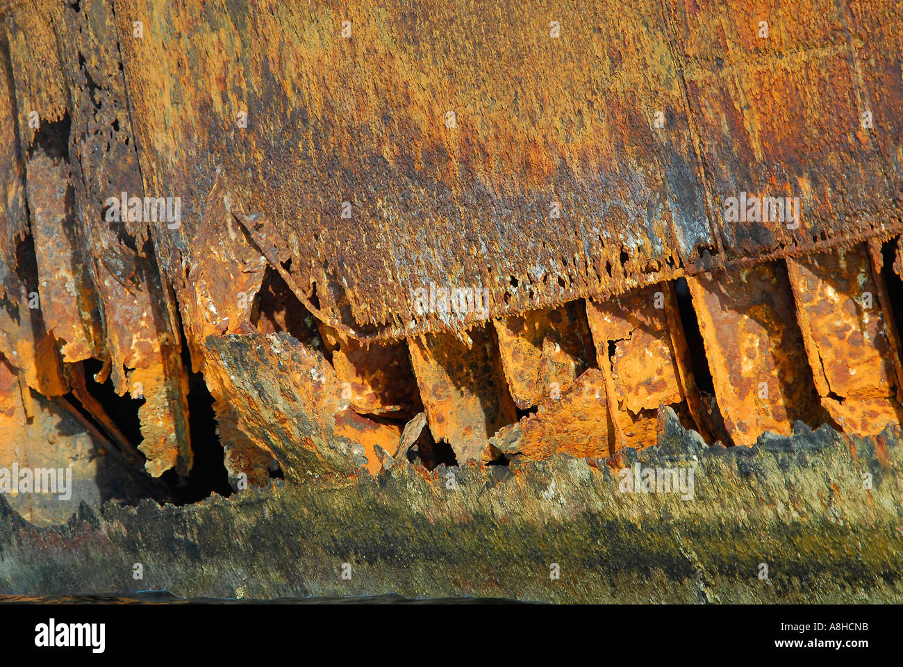 Polisini griechischen Wrack Kinsei Maru Silber Banken Marine Sanctuary Dominikanische Republik Karibik Stockfoto