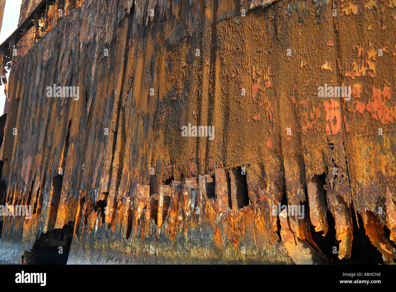 Polisini griechischen Wrack Kinsei Maru Silber Banken Marine Sanctuary Dominikanische Republik Karibik Stockfoto