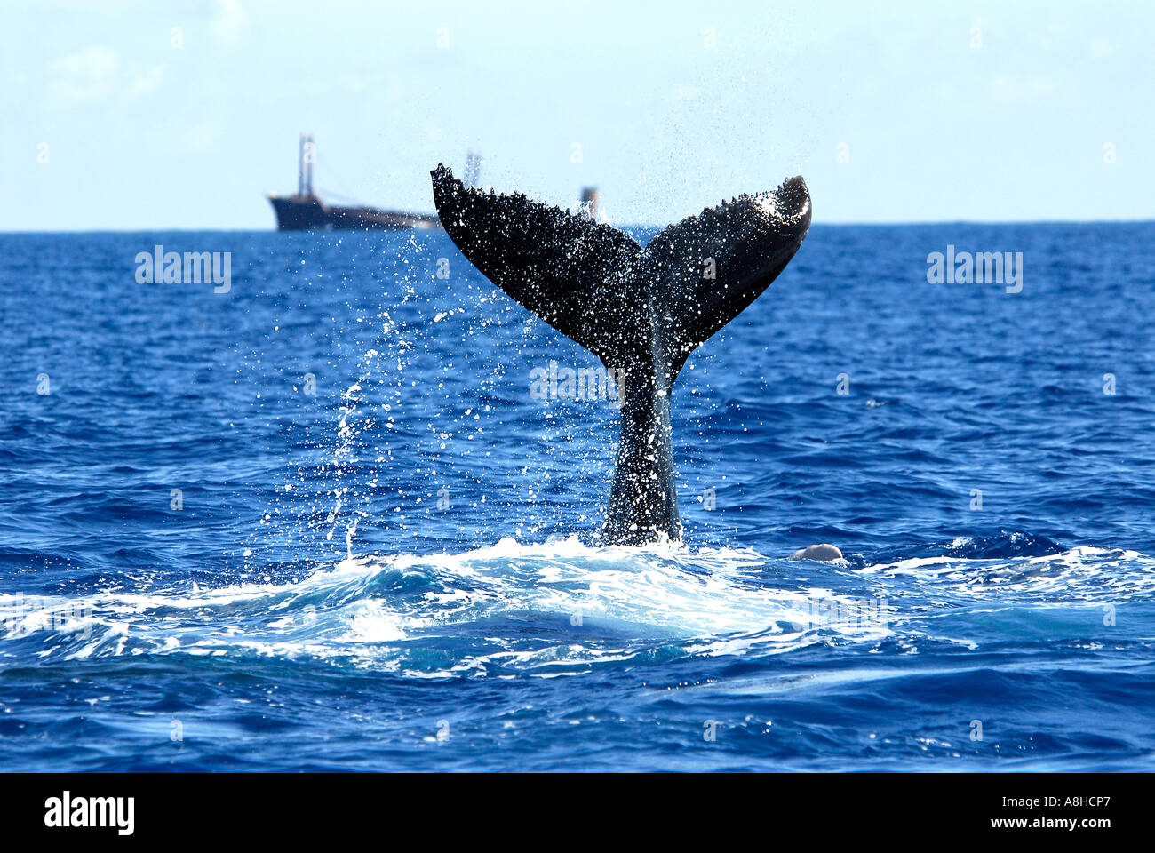 Buckelwal Fluke Impressionen Novaeanglia Polisini griechischen Wrack Kinsei Maru Silver Banken Marine Sanctuary Dominikanische Republik Karibik Stockfoto