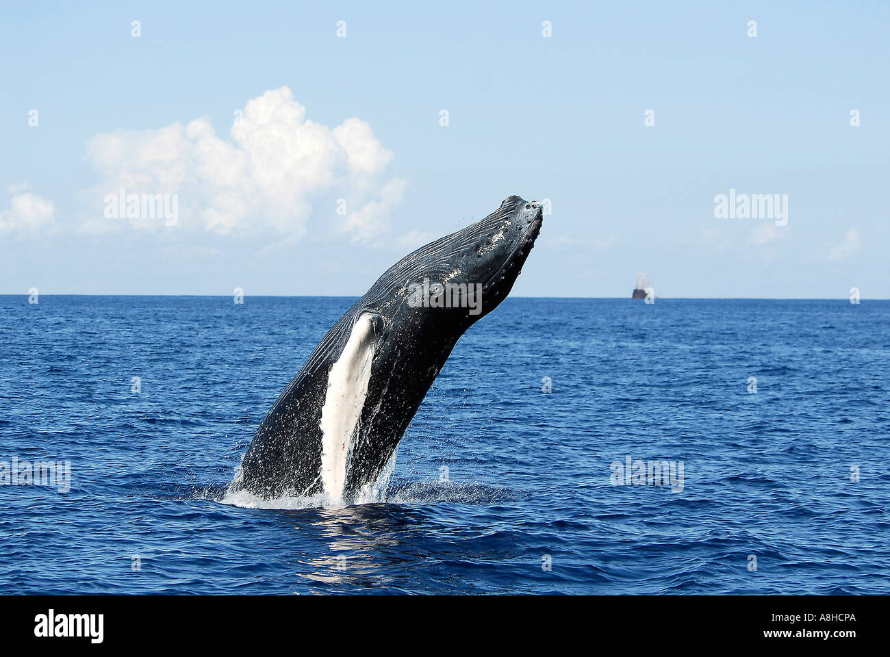 Buckelwal Kalb verletzen Impressionen Novaeanglia Polisini griechischen Wrack Kinsei Maru Silber Banken Marine Sanctuary Dominikanische Rep Stockfoto