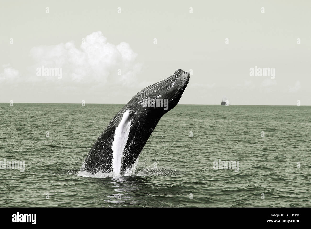 Buckelwal Kalb verletzen Impressionen Novaeanglia Polisini griechischen Wrack Kinsei Maru Silver Banken Marine Sanctuary Dominikanische Republik Karibik Stockfoto