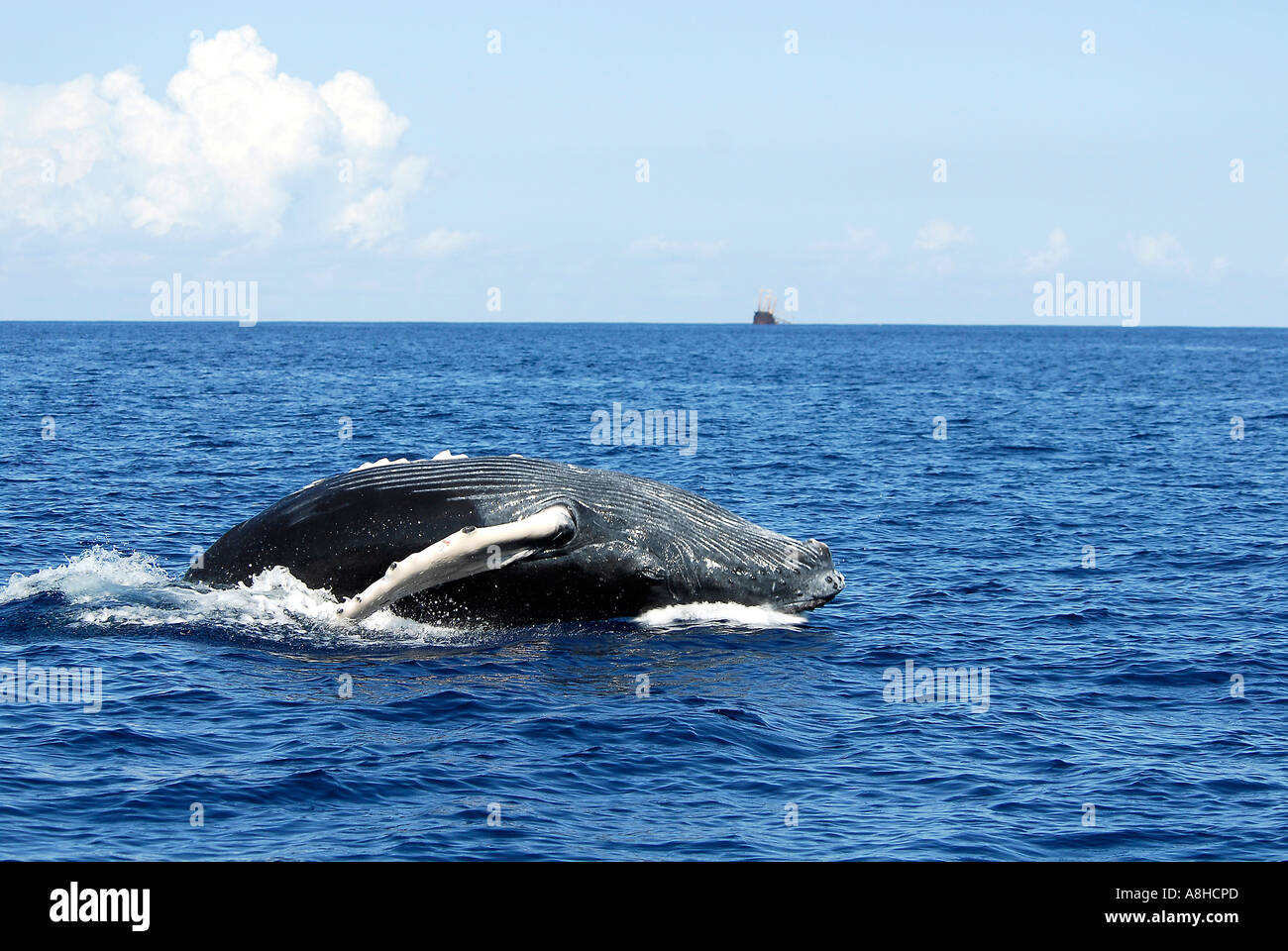 Buckelwal Kalb verletzen Impressionen Novaeanglia Polisini griechischen Wrack Kinsei Maru Silver Banken Marine Sanctuary Dominikanische Republik Karibik Stockfoto