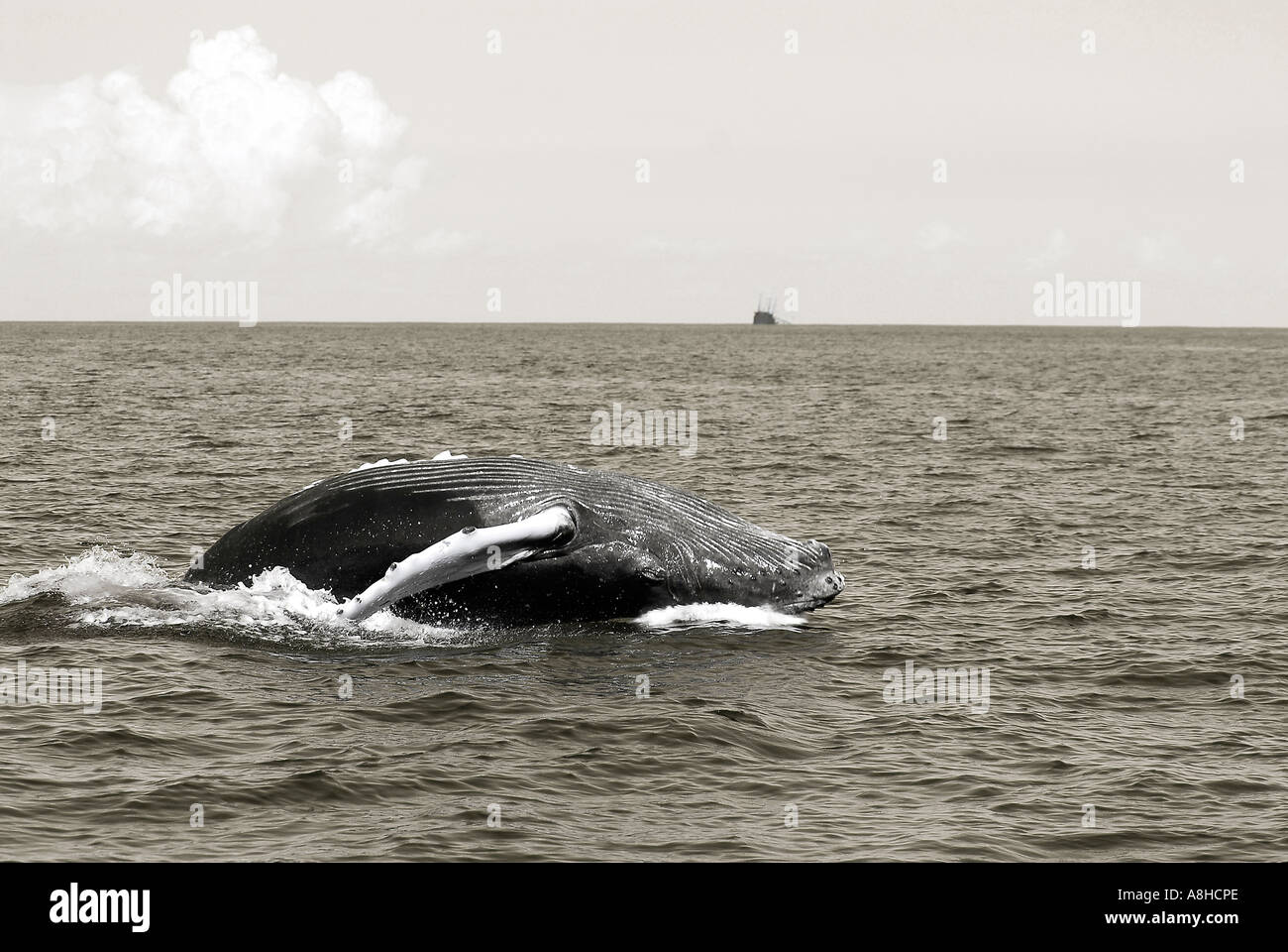 Buckelwal Kalb verletzen Impressionen Novaeanglia Polisini griechischen Wrack Kinsei Maru Silver Banken Marine Sanctuary Dominikanische Republik Karibik Stockfoto