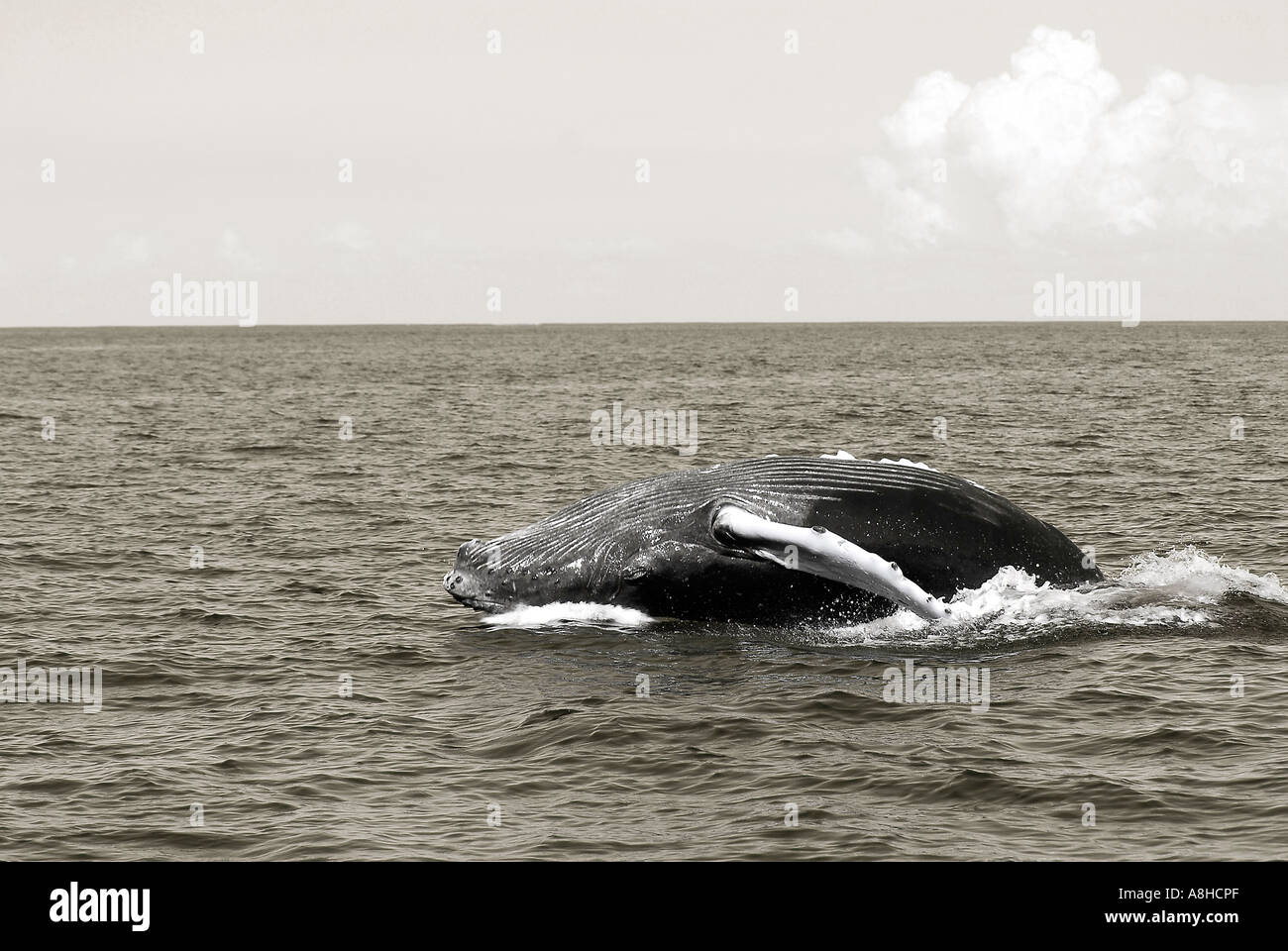 Buckelwal Kalb verletzen Impressionen Novaeanglia Polisini griechischen Wrack Kinsei Maru Silver Banken Marine Sanctuary Dominikanische Republik Karibik Stockfoto