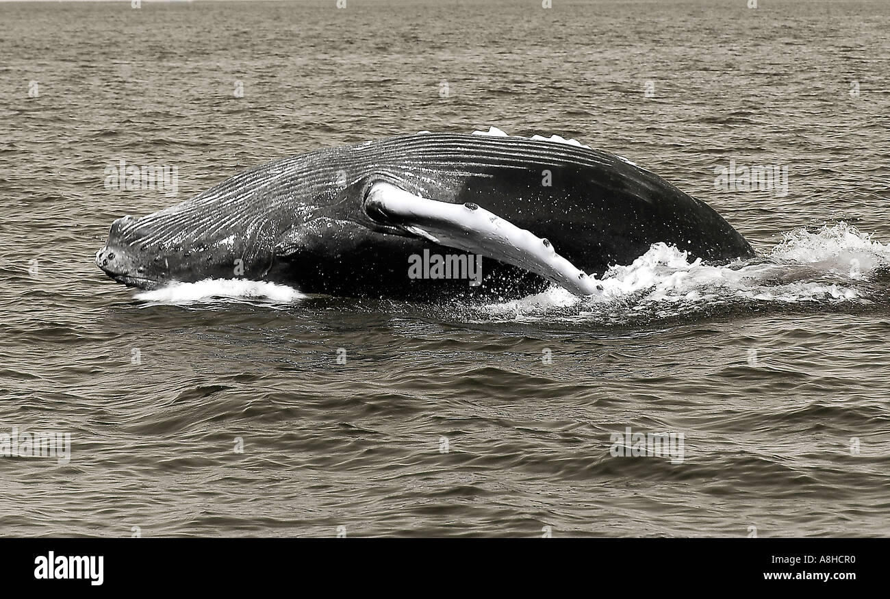 Buckelwal Kalb verletzen Impressionen Novaeanglia Polisini griechischen Wrack Kinsei Maru Silver Banken Marine Sanctuary Dominikanische Republik Karibik Stockfoto