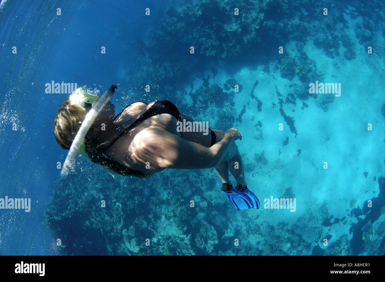 Schnorcheln an der Polisini griechischen Wrack Kinsei Maru Silber Banken Marine Sanctuary Dominikanische Republik Karibik Stockfoto