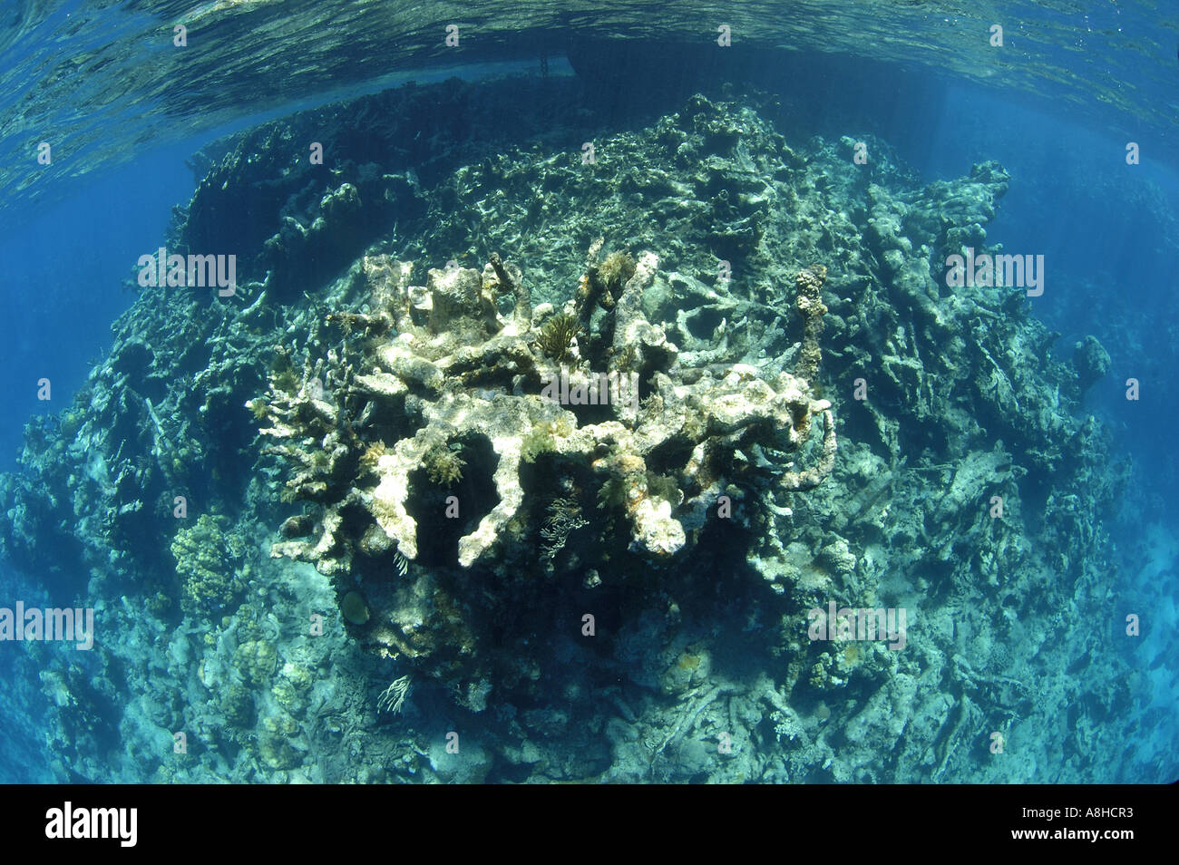 Algen und Korallen Korallenriff an der Polisini griechischen Wrack Kinsei Maru Silver Banken Marine Sanctuary Dominikanische Republik Karibik Stockfoto