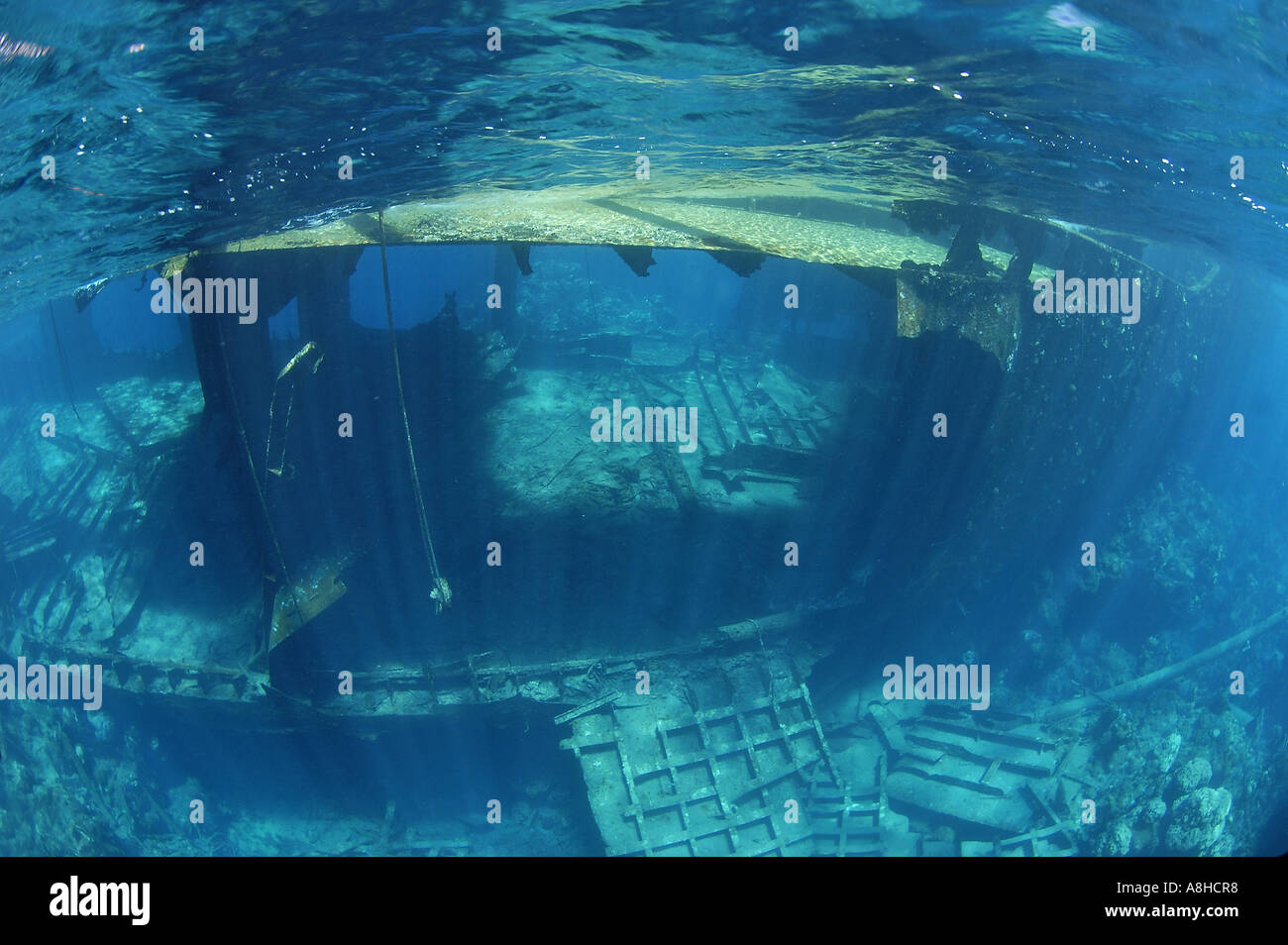 Polisini griechischen Wrack Kinsei Maru Silber Banken Marine Sanctuary Dominikanische Republik Karibik Stockfoto