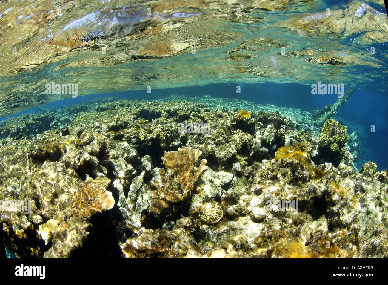 Algen und Korallen Korallenriff an der Polisini griechischen Wrack Kinsei Maru Silver Banken Marine Sanctuary Dominikanische Republik Karibik Stockfoto