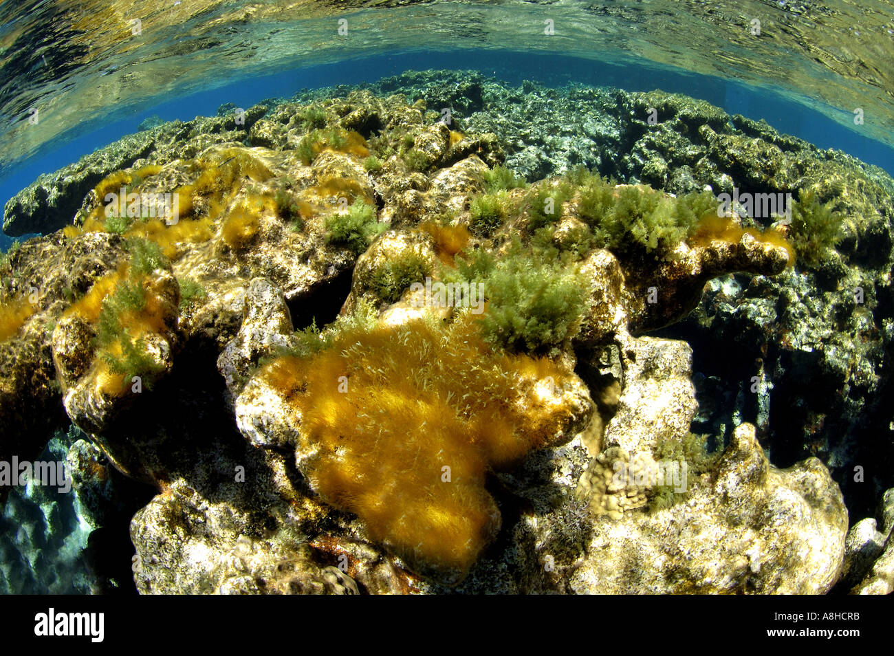 Algen und Korallen Korallenriff an der Polisini griechischen Wrack Kinsei Maru Silver Banken Marine Sanctuary Dominikanische Republik Karibik Stockfoto