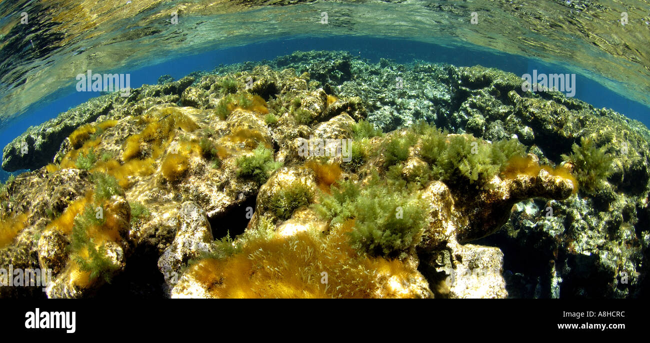 Algen und Korallen Korallenriff an der Polisini griechischen Wrack Kinsei Maru Silver Banken Marine Sanctuary Dominikanische Republik Karibik Stockfoto
