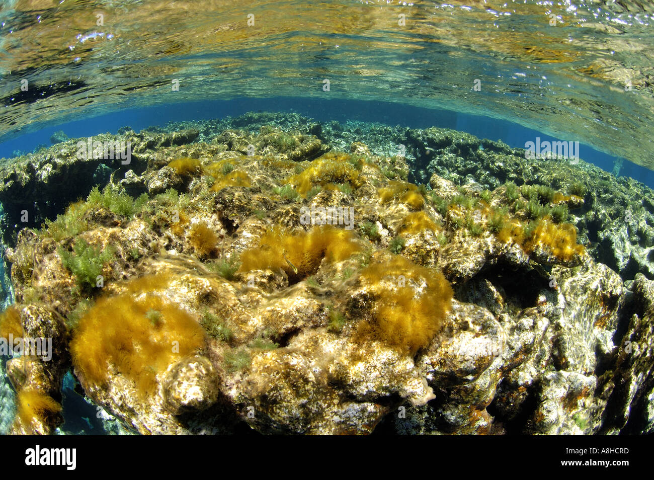 Algen und Korallen Korallenriff an der Polisini griechischen Wrack Kinsei Maru Silber Banken Marine Sanctuary Dominikanische Republik Karibik S Stockfoto