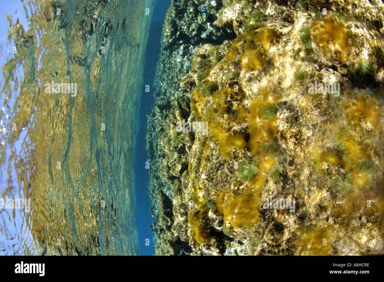 Algen und Korallen Korallenriff an der Polisini griechischen Wrack Kinsei Maru Silver Banken Marine Sanctuary Dominikanische Republik Karibik Stockfoto