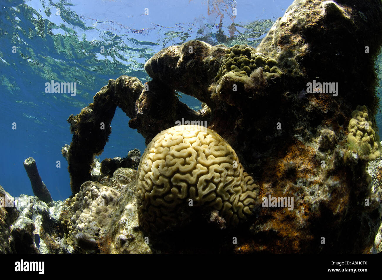 Gehirn Korallen Korallenriff an der Polisini griechischen Wrack Kinsei Maru Silver Banken Marine Sanctuary Dominikanische Republik Karibik Stockfoto