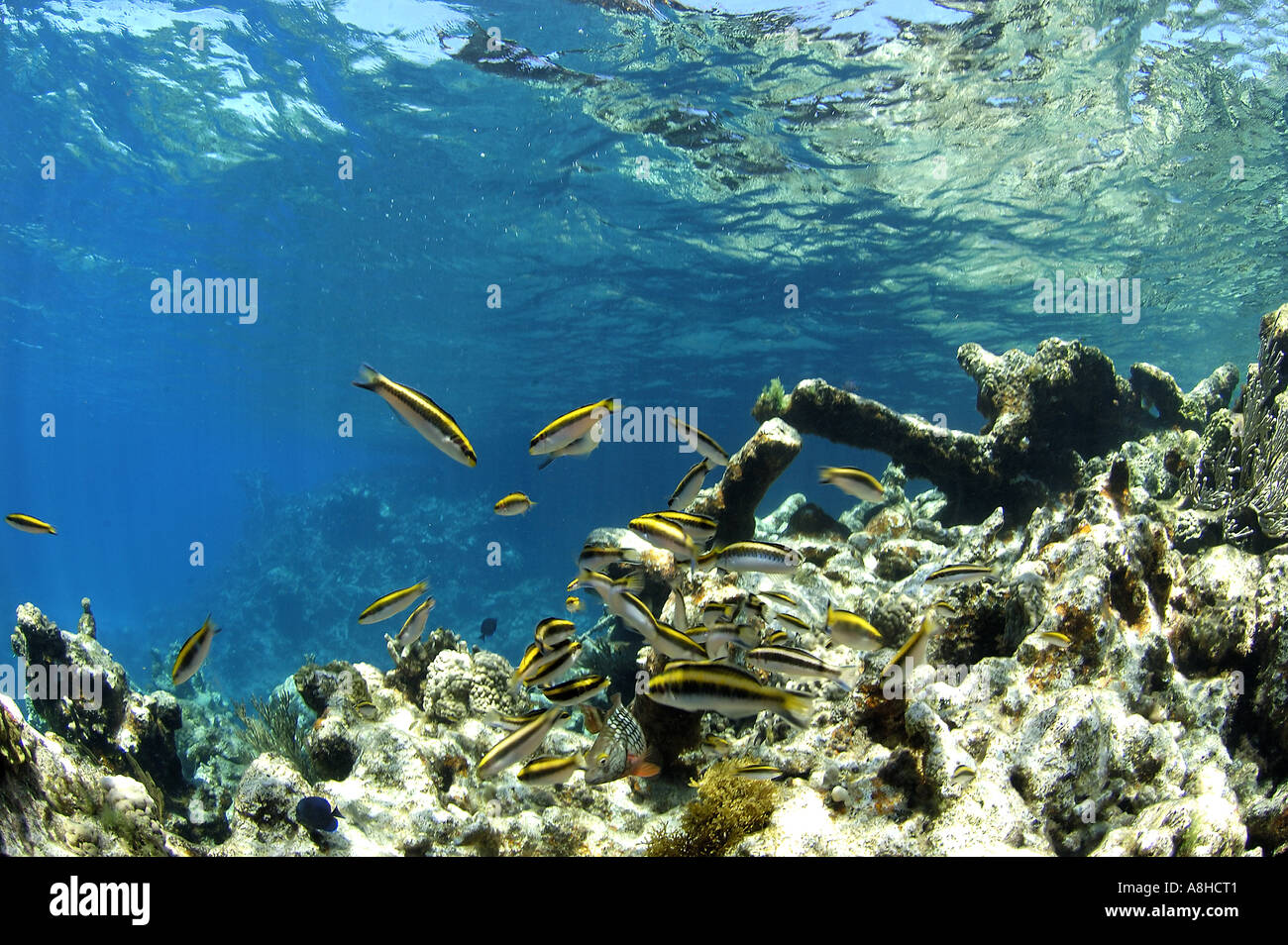 Korallenriff und Fisch auf der Polisini griechischen Wrack Kinsei Maru Silver Banken Marine Sanctuary Dominikanische Republik Karibik Stockfoto