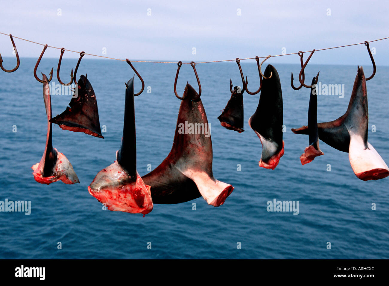 Shark finning ist einer der weltweit zerstörerischsten Fischerei Haie werden unnötigerweise getötet und ihre Flossen sind für Haifischflossensuppe Baja California Mexiko gesammelt Stockfoto