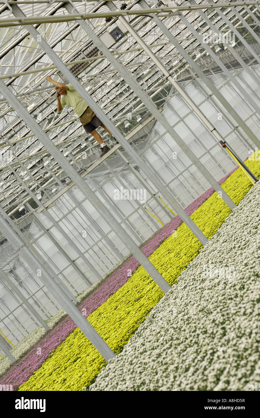 Männer bei der Arbeit in den Gewächshäusern platzieren Westland Zuid Holland über die gelben Blüten Stockfoto