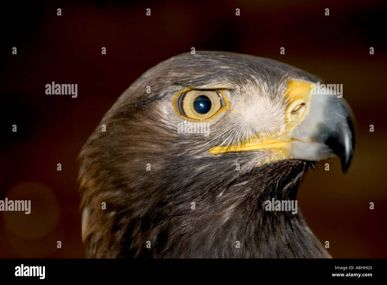 Steinadler (Aquila Chrysaetos) Stockfoto