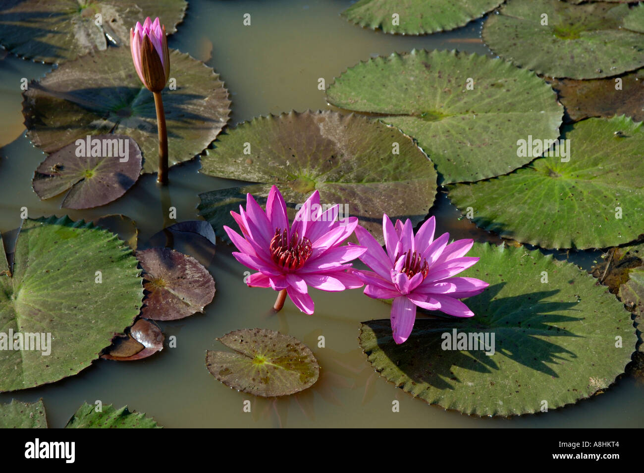 Blüte rosa Lotus Seerose Kambodscha Stockfoto