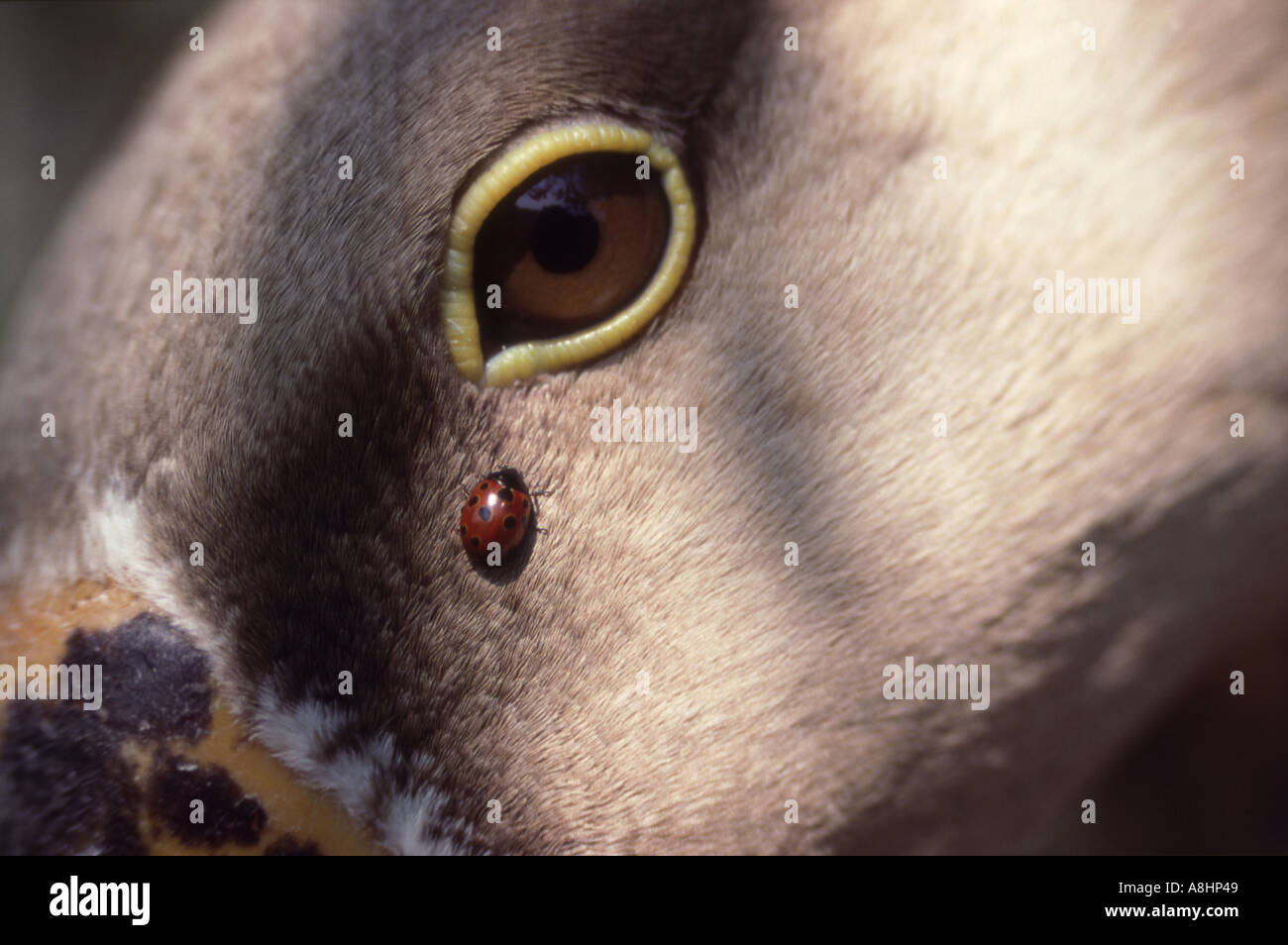 Abstrakten Detail Portrait einer Graugans Gans Anser Anser Kopf und Auge mit Marienkäfer auf Gefieder Stockfoto