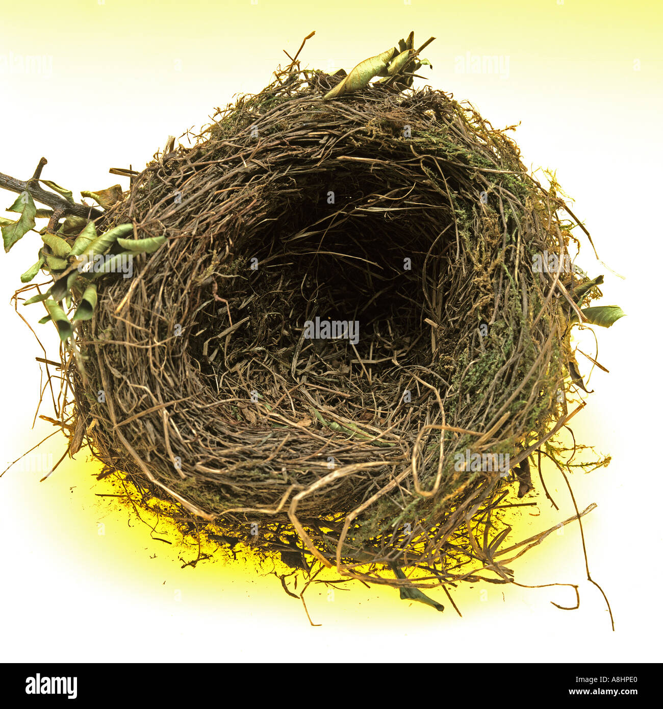 Leeres Vogelnest Stockfotografie Alamy