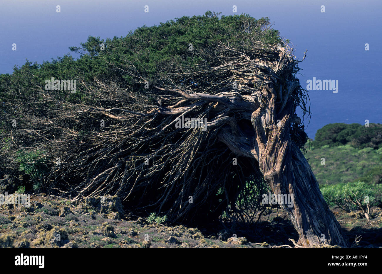Phönizische Wacholder Juniperus Phoenicae El Hierro-Kanarische Inseln-Spanien Stockfoto