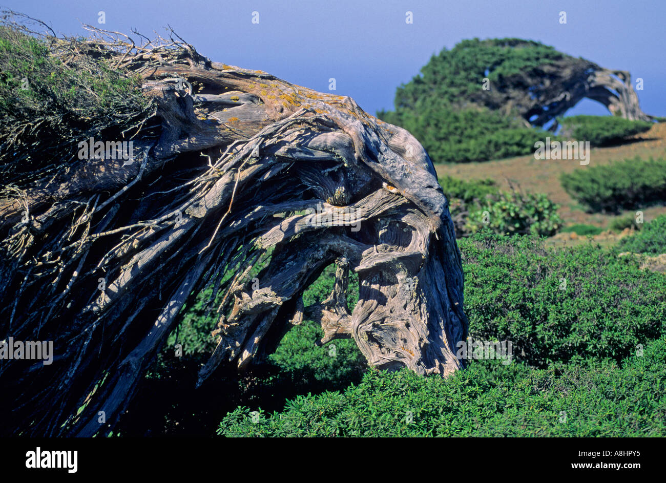 Phönizische Wacholder Juniperus Phoenicae El Hierro-Kanarische Inseln-Spanien Stockfoto
