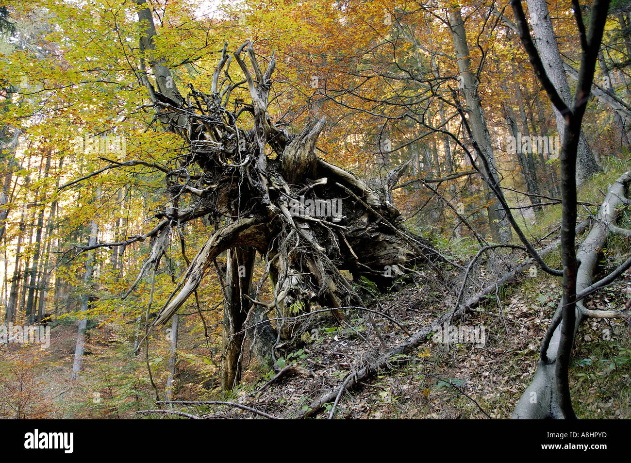 Wurzeln von einem umgestürzten Baum in einem Wald Stockfoto