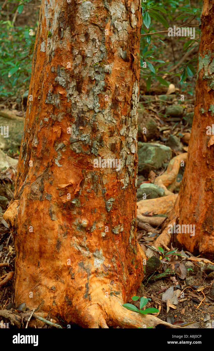 Rinde und Wurzeln des australischen Regenwald Baum Stockfoto