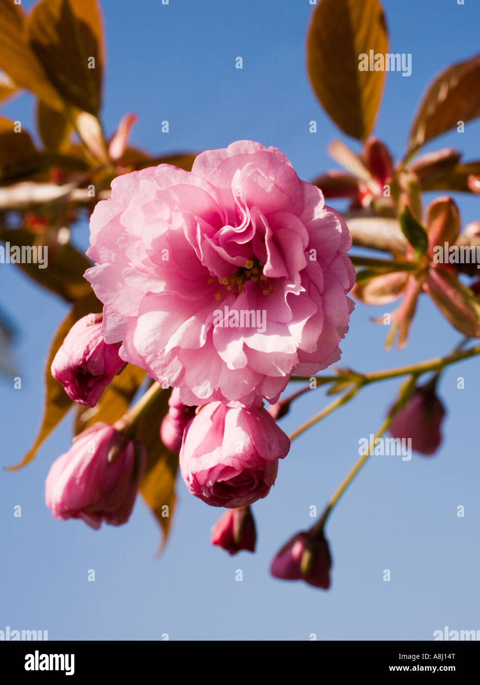 Nahaufnahme eines schönen rosa Kirschbaum Knospen und blühen Blüte im Frühjahr, UK Stockfoto