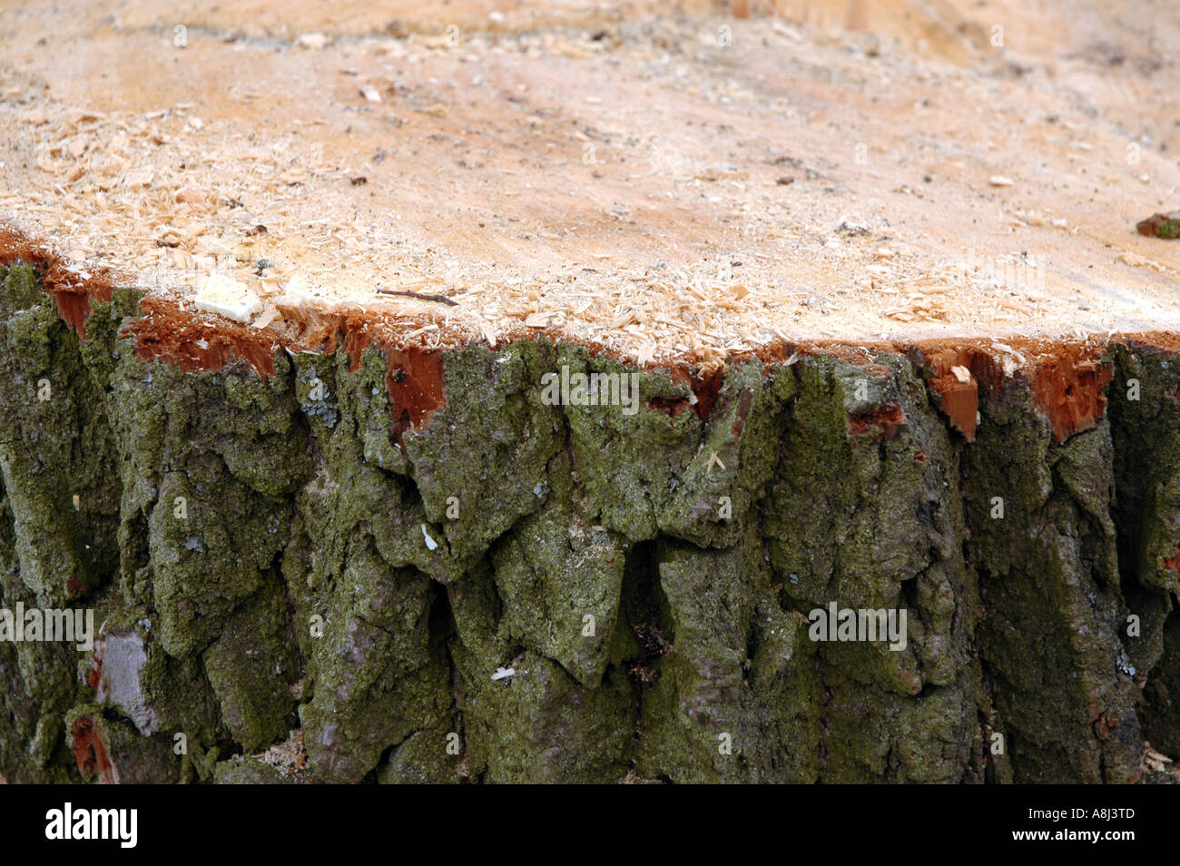 Stück des Baumes nach illegalen Holzeinschlag in polnischen Wald Stockfoto