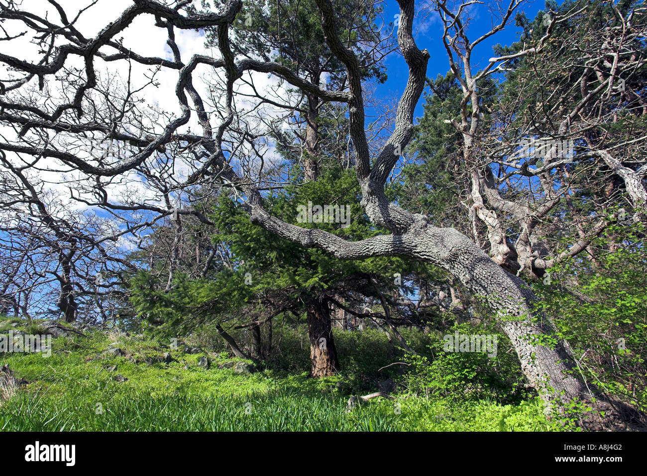 Üppigen Regenwald im Frühjahr Pipers Lagune Park Nanaimo Vancouver Island in British Columbia Kanada Stockfoto