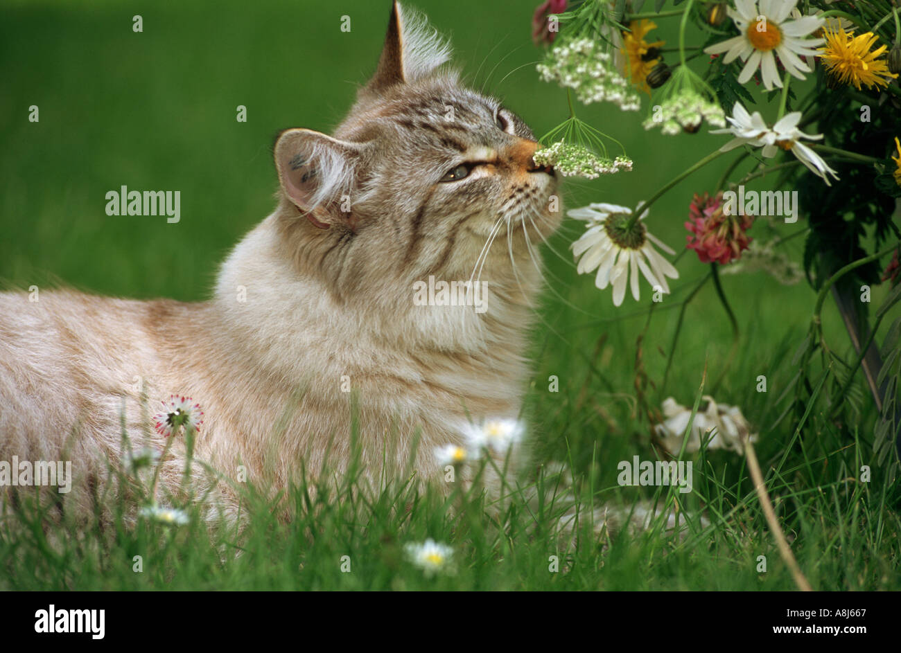 Somali-Katze, eine Blume zu schnüffeln Stockfoto