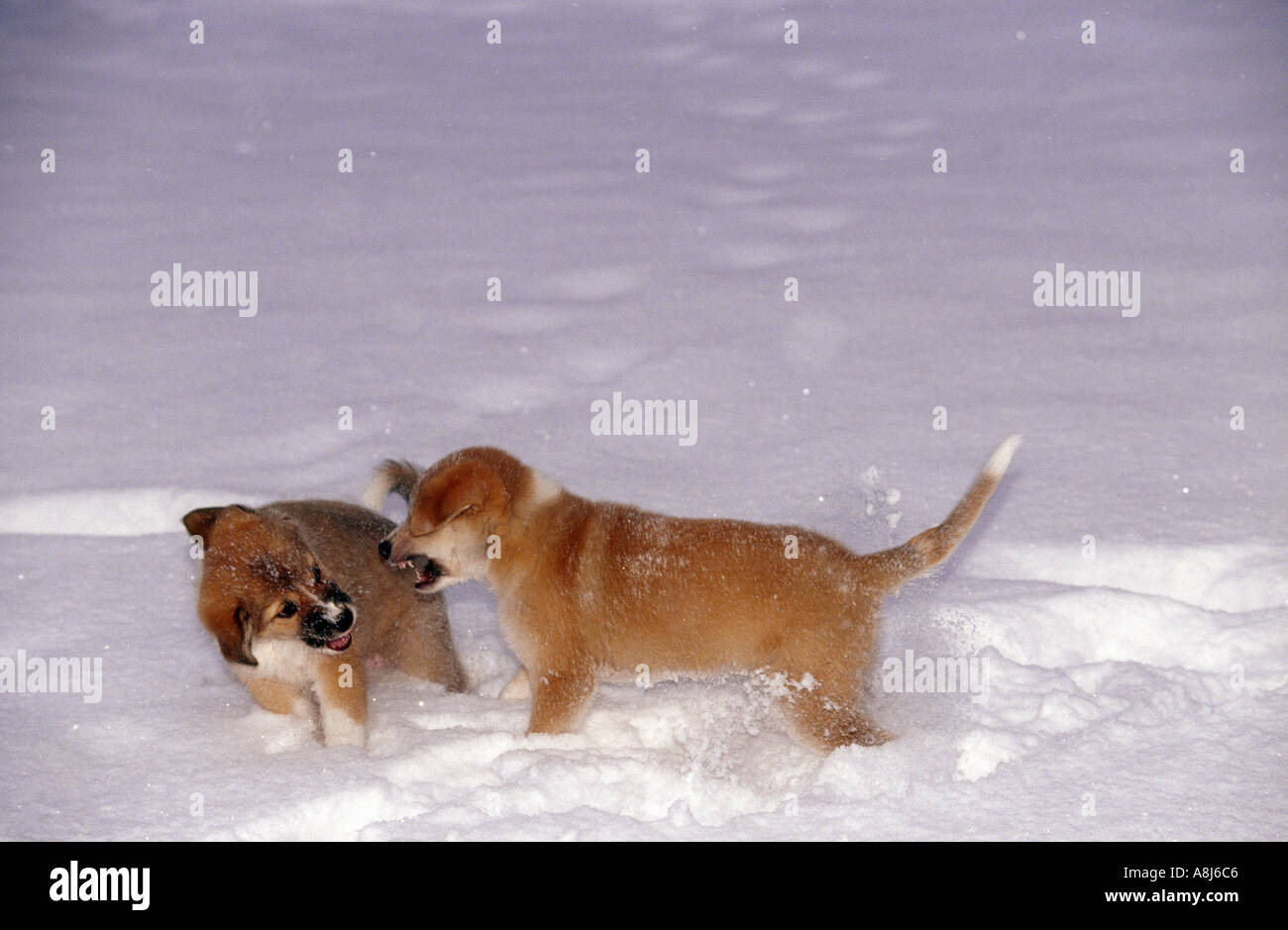 Hund Geburt: zwei Hälfte züchten Welpen 9 1/2 Wochen scharrt im Schnee Stockfoto