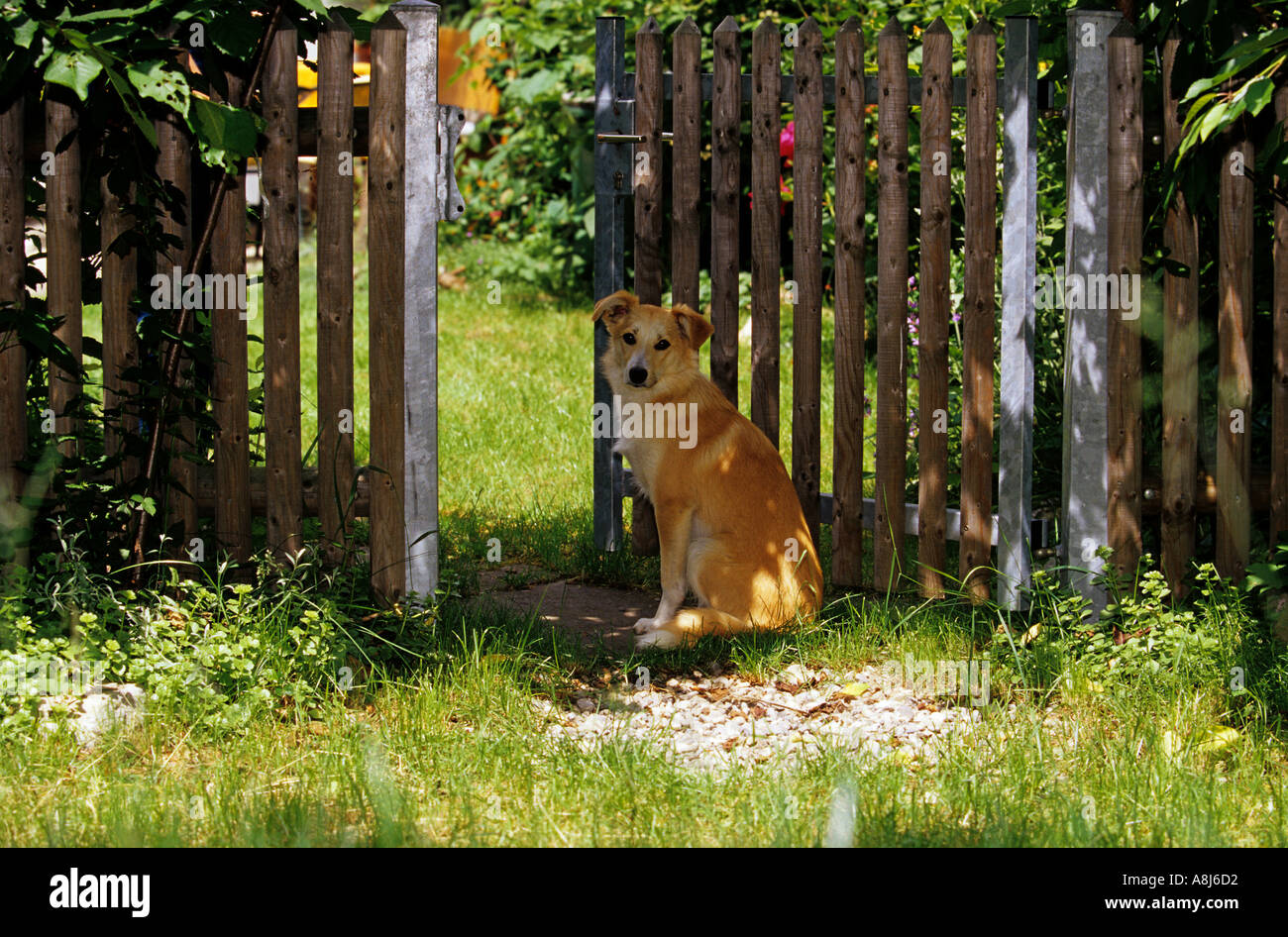 Mischlingshund sitzt vor einem Gartentor Stockfoto