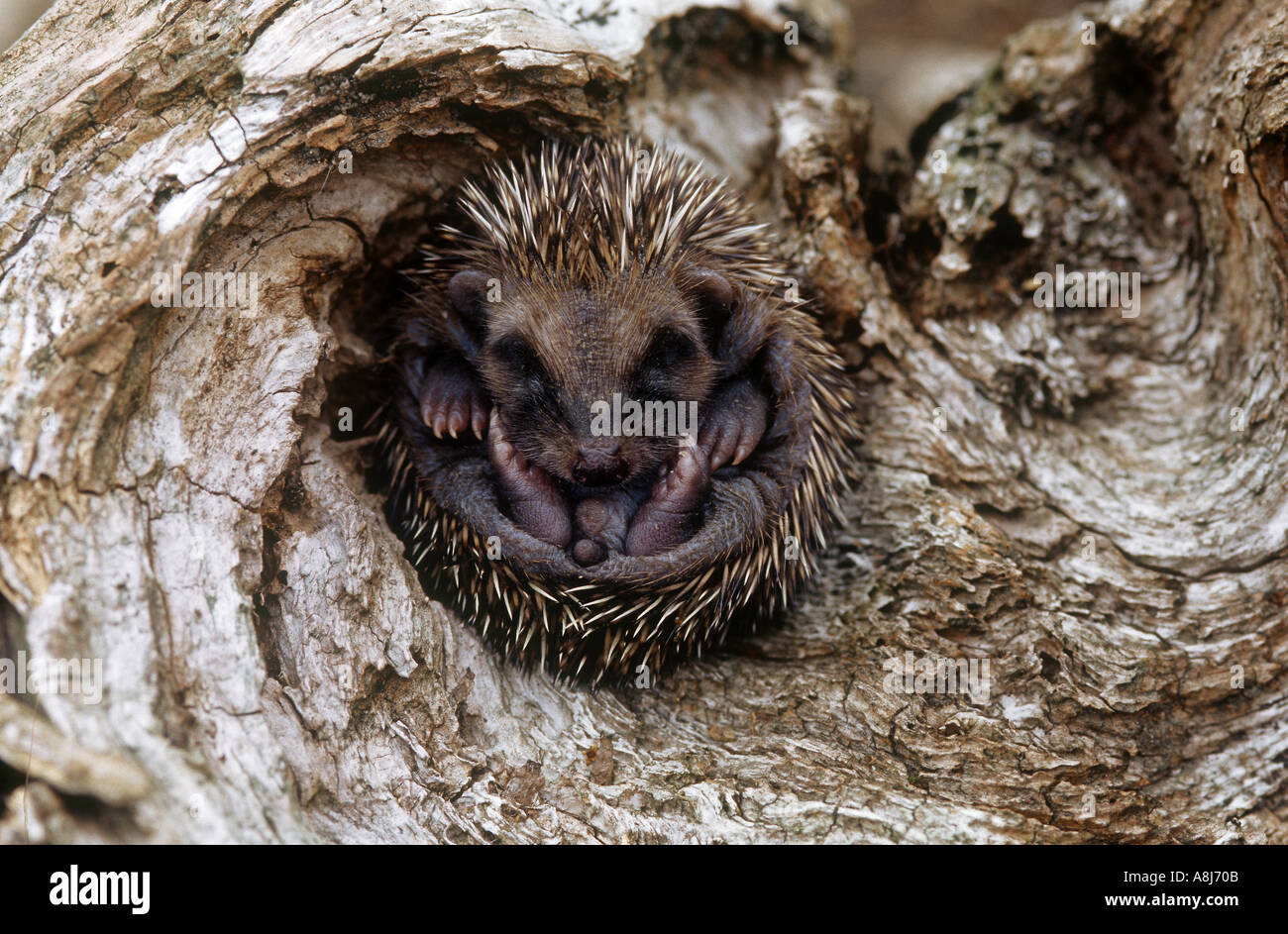 Igel - Cub selbst oben gerollt Stockfoto