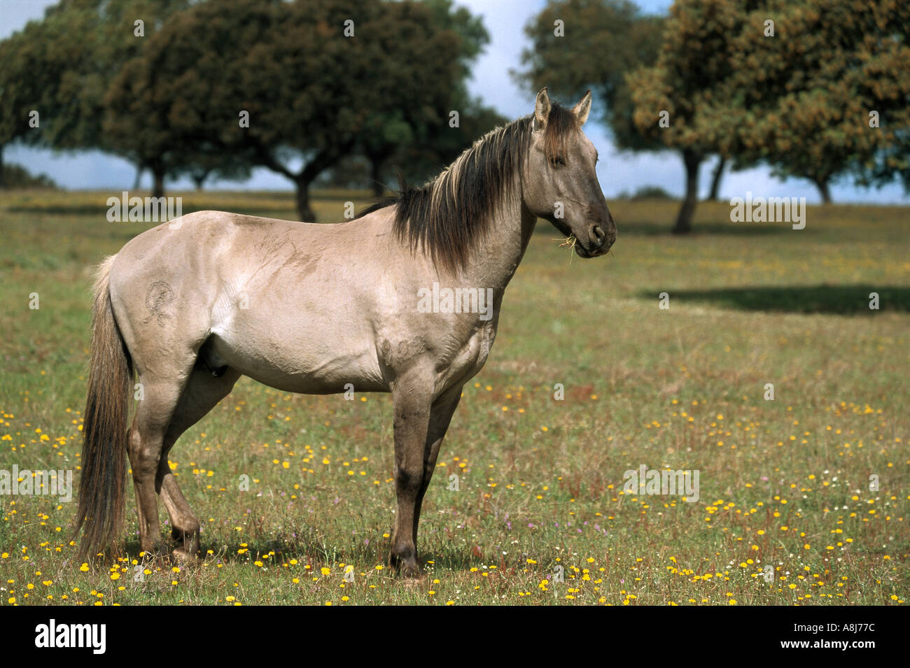 Sorraia Pferd auf Wiese Stockfotografie Alamy