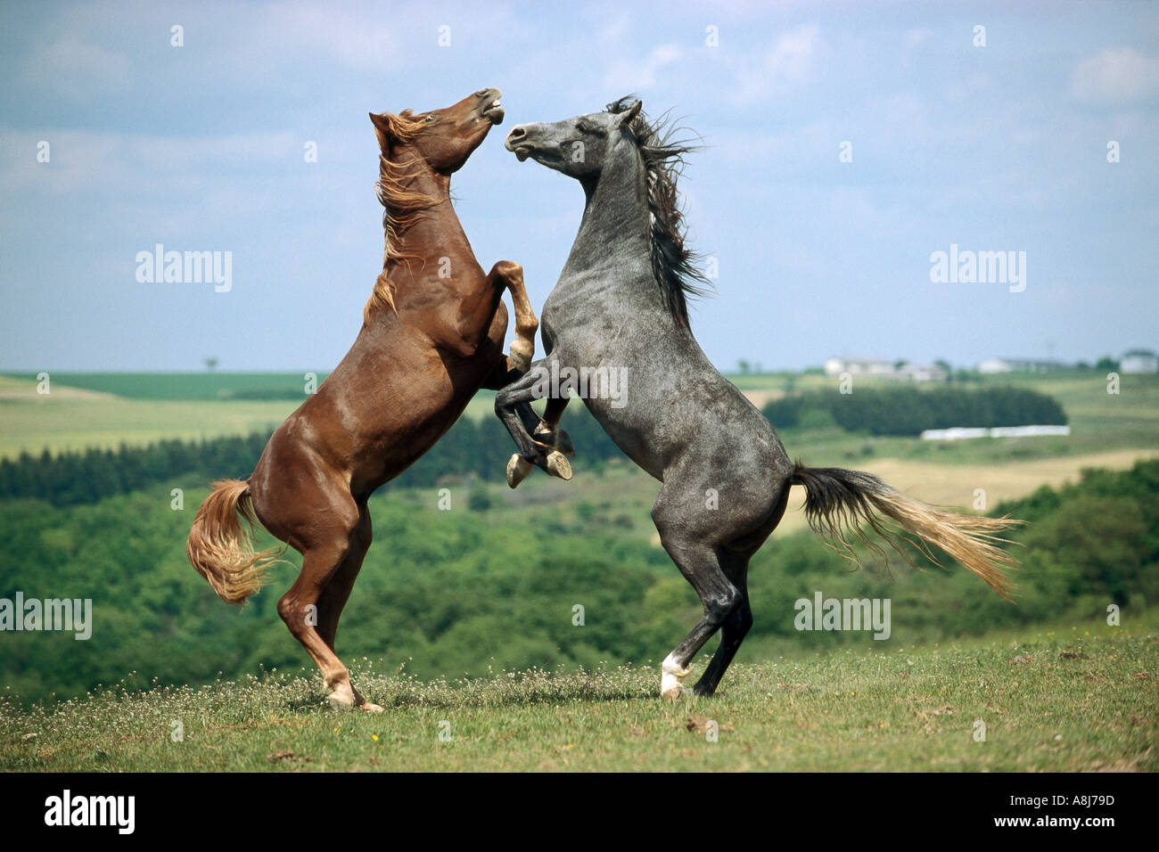 zwei arabische Pferde - Junghengste kämpfen Stockfoto