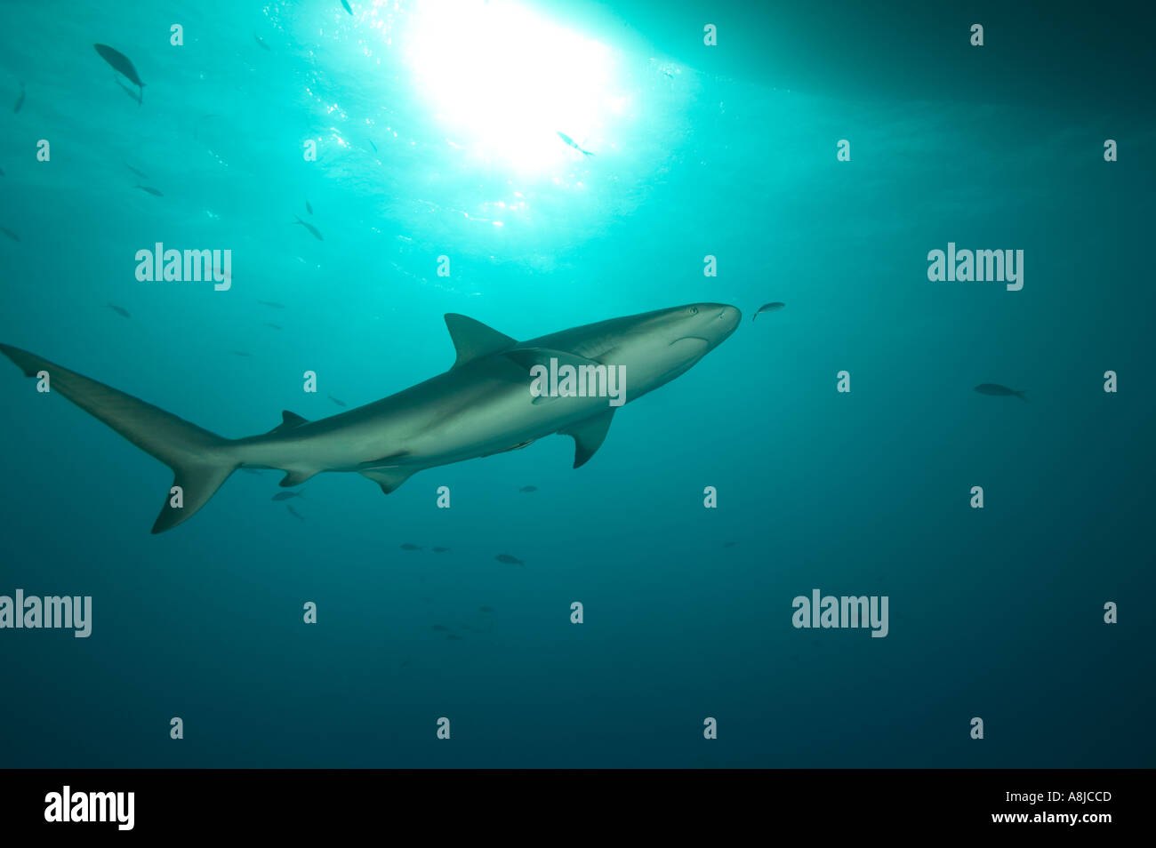 Hai im Midwater oben am Bull Run Tauchplatz in der Nähe von Cay Bahamas Inseln im Ozean Stockfoto