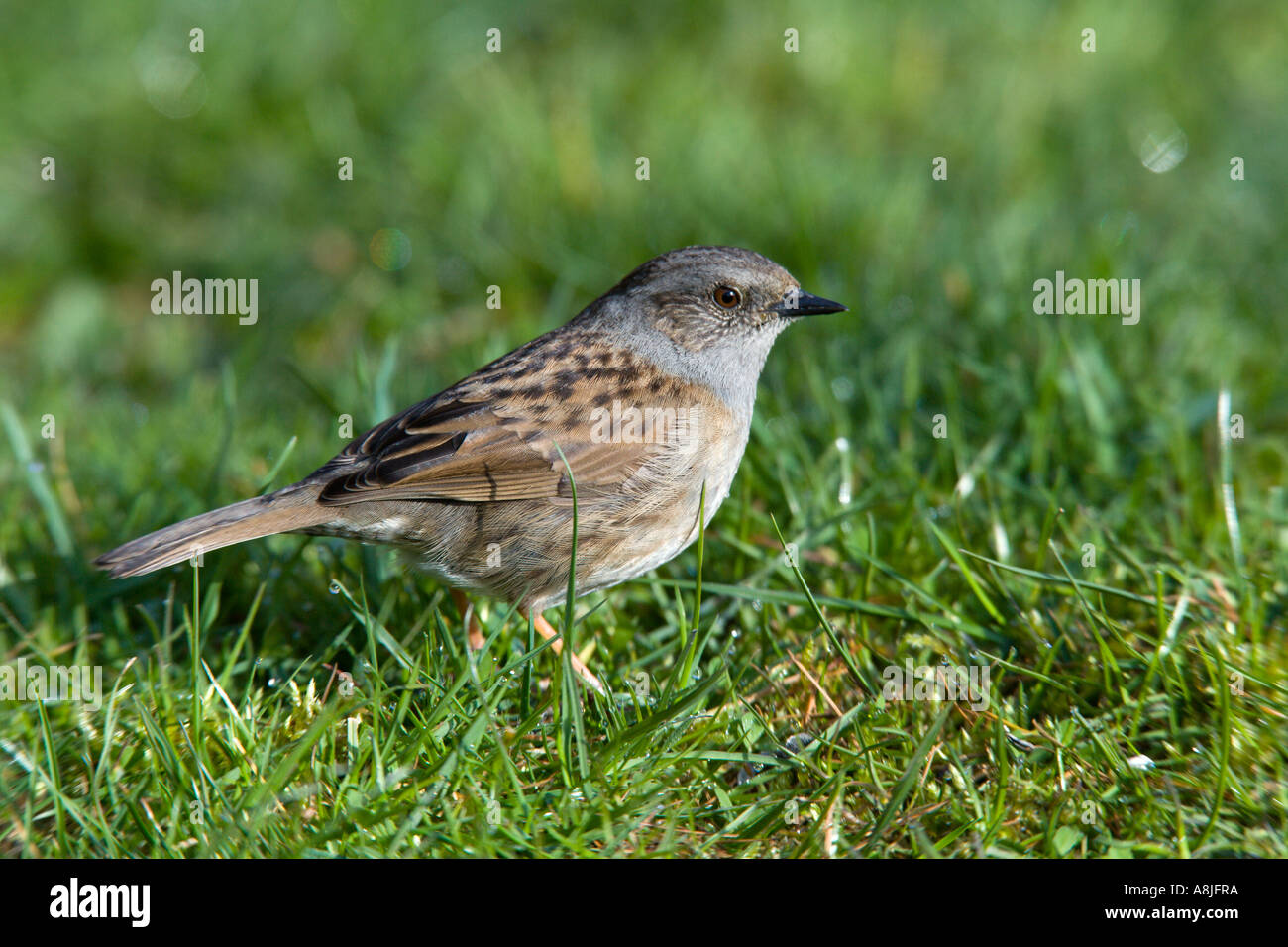 Heckenbraunelle Prunella Modularis am Boden auf der Suche nach Nahrung Potton bedfordshire Stockfoto